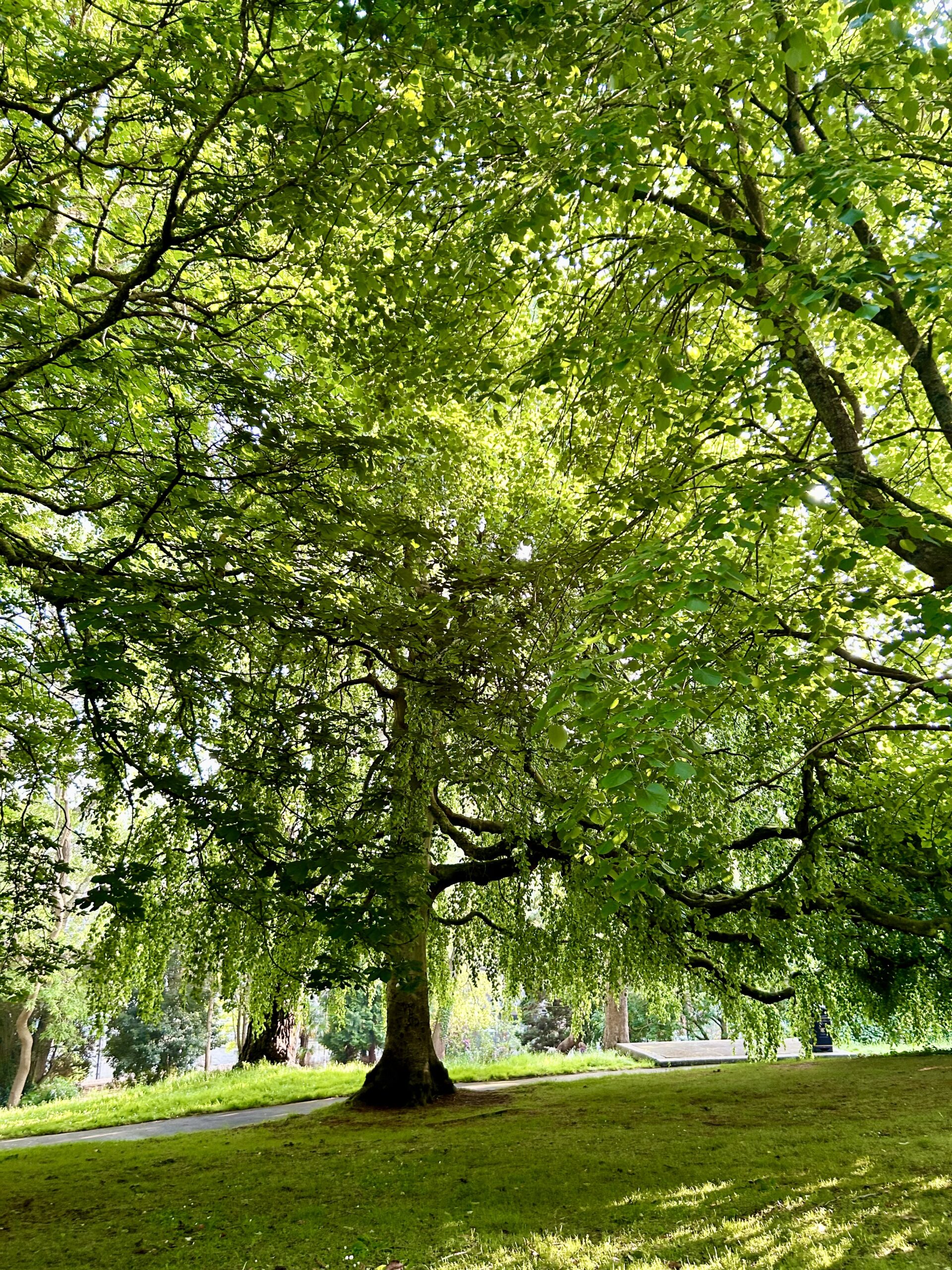 How the Forest inspires us to care for each other